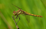 Moustached Darter (Female, Sympetrum vulgatum)